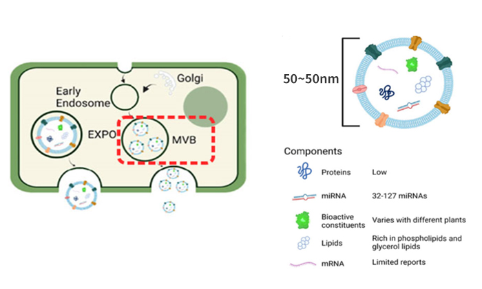 Plant Exosomes