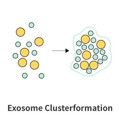 Exosome Clusterformation