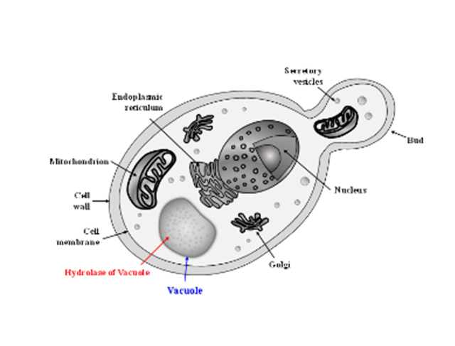 Internal structure of yeast