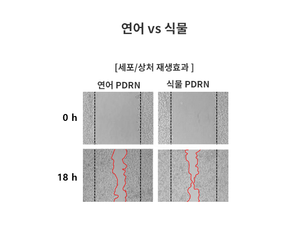 연어vs식물