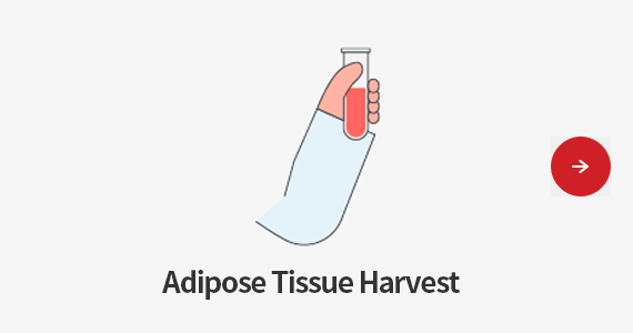 Adipose Tissue Harvest