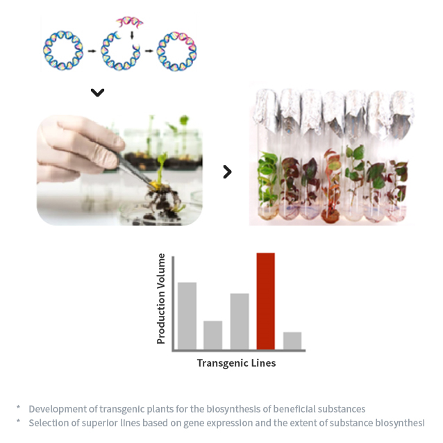 Creation and Selection of Transgenic Plants