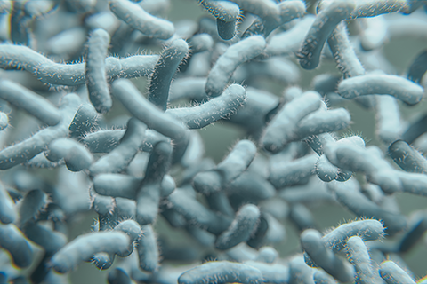 Lactobacillus