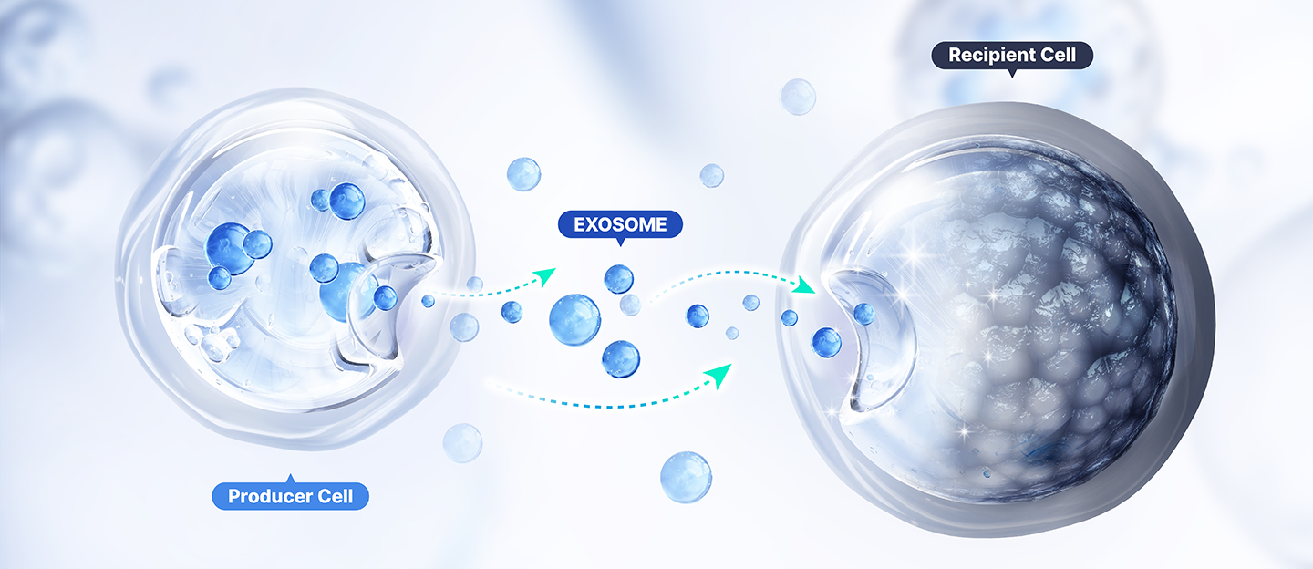 Exosome